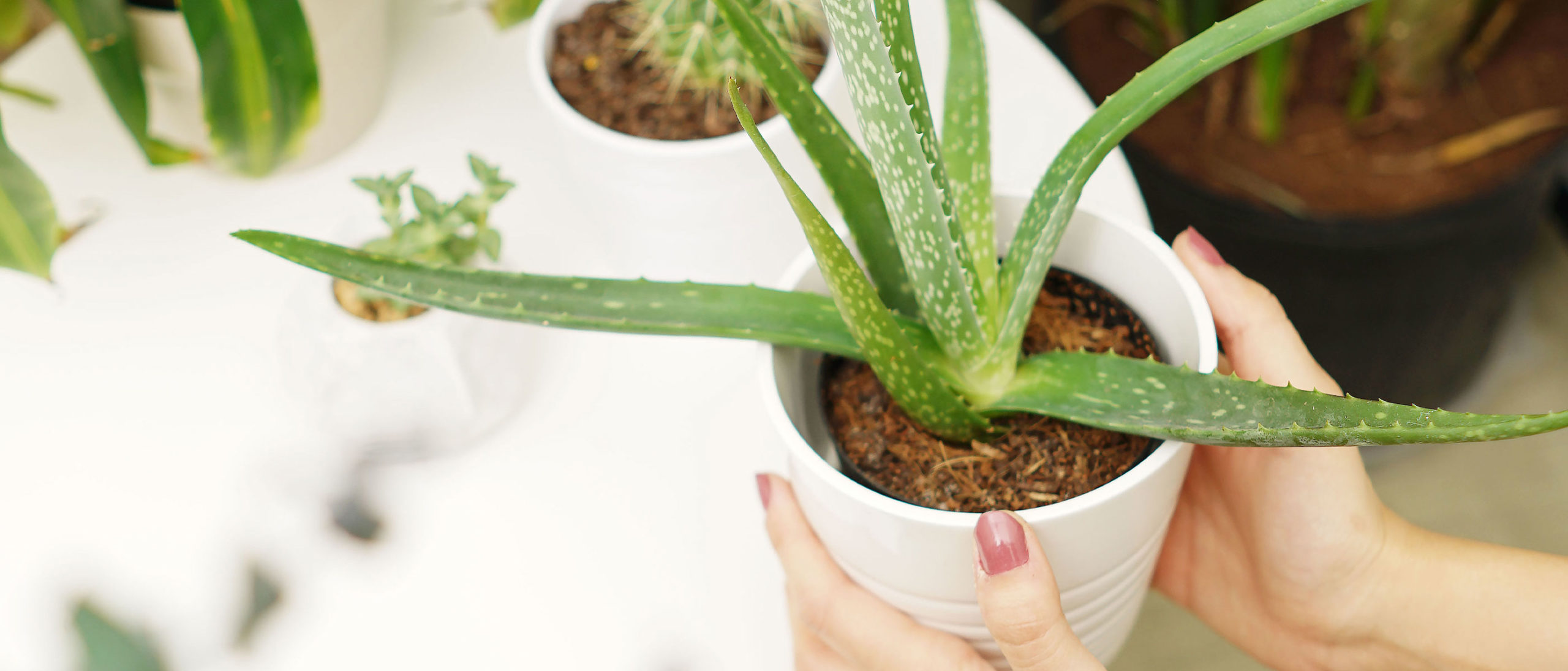 Gift Ideas for the Plant Parent in Your Life